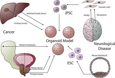 Organoids in high-throughput and high-content screenings